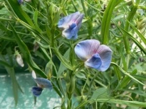 lathyrus erwt - bloem