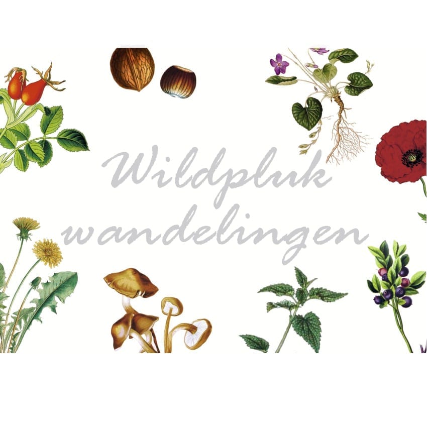 Wildplukken met Miss Wildpluk – Herfstwandeling Wildplukken met Miss Wildpluk – Herfstwandeling