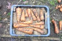 Image result for aardappelen wortels in zand bewaren