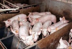 Vee-industrie moet stoppen - varkens