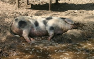 Lekkere dieren - vark zont in modder