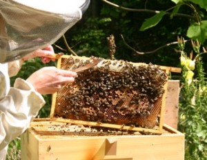 Bijenkastcontrole 5