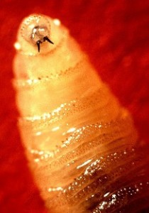 museum voor gemanipuleerde levensvormen - screw-worm