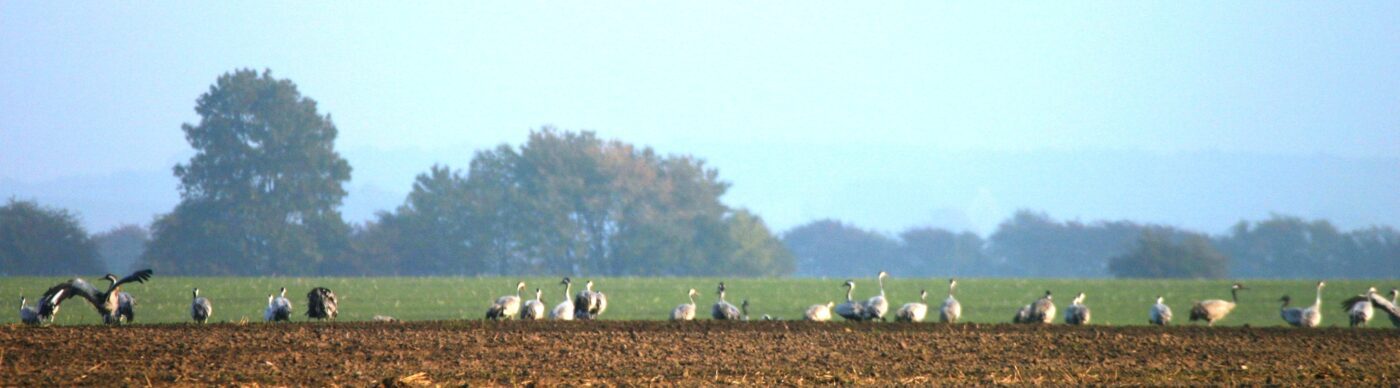 Rügen - kraanvogels op de akkers