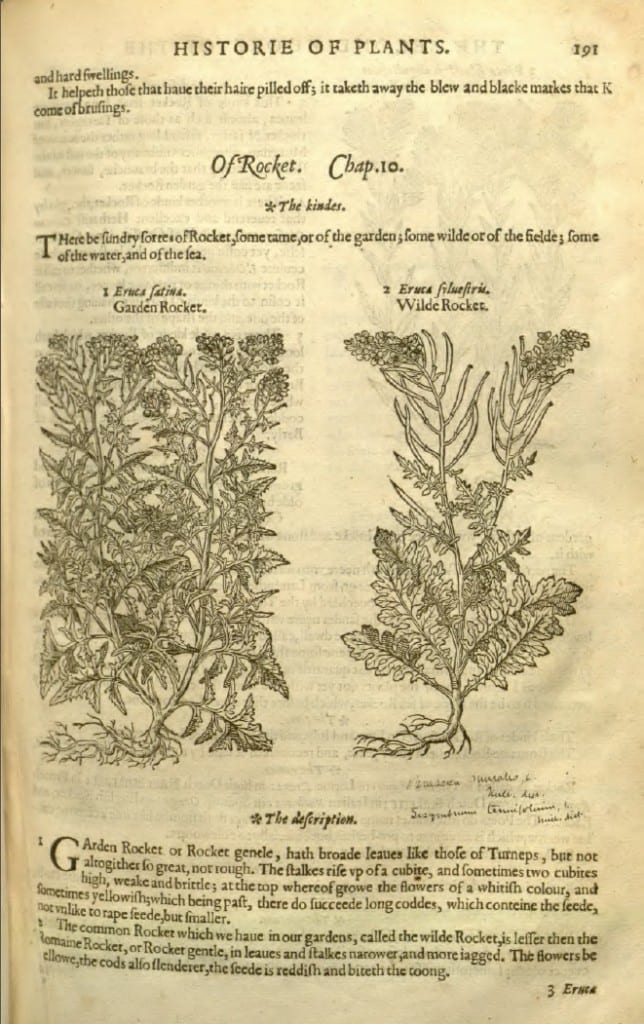 rucola raket rauke
