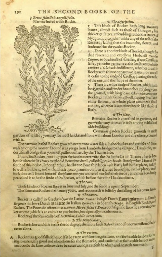 rucola raket rauke