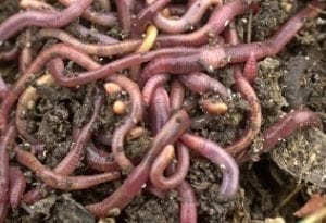 Wormen produceren broeikasgassen - wormen