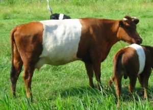 BESH - lakenvelder koe
