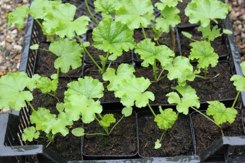 krulmalva malva crispa
