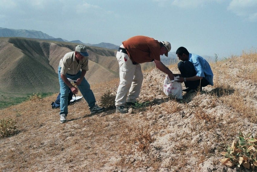 Spinazie verzamelen in Tadzjeikistan