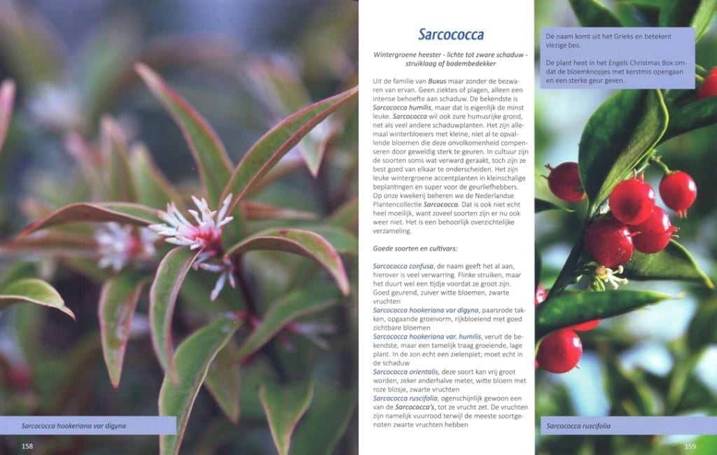 sarcococca links-rechts 1084x689