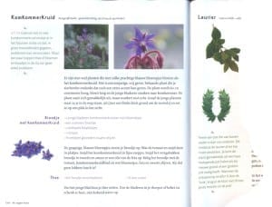 wildplukken - eetbare planten - komkommerkruid