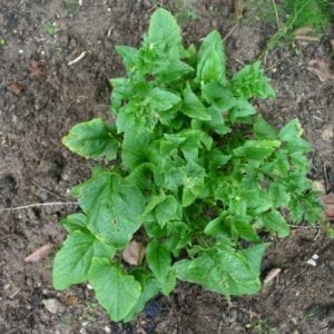 Brave Hendrik (plant)