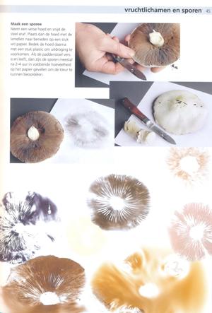 Eetbare paddenstoelen - maak een sporee