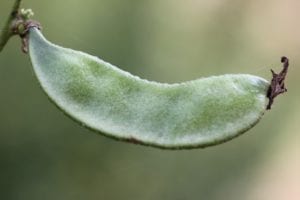 lablab - groene peul