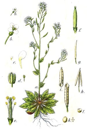 Zandraket Arabis thaliana by Johann Georg Sturm (Painter Jacob Sturm) - Figure 6 from Deutschlands Flora in Abbildungen