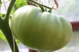groene tomaten verwerken 1