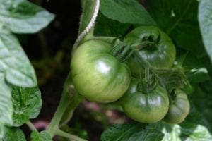 groene tomaten verwerken 3