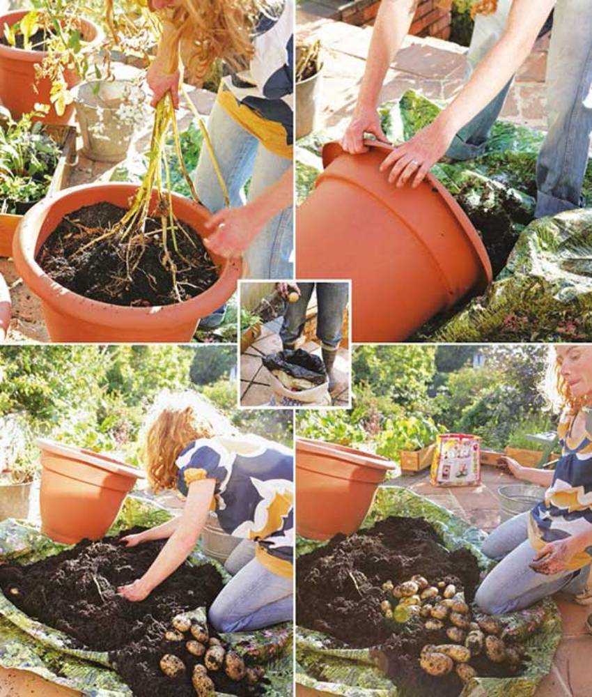 Basisboek tuinieren - aardappels in pot