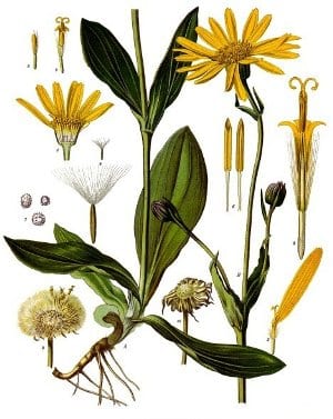 Anrica ontleed - afb. Koehler's Medizinal Pflanzen - Wiki Commons