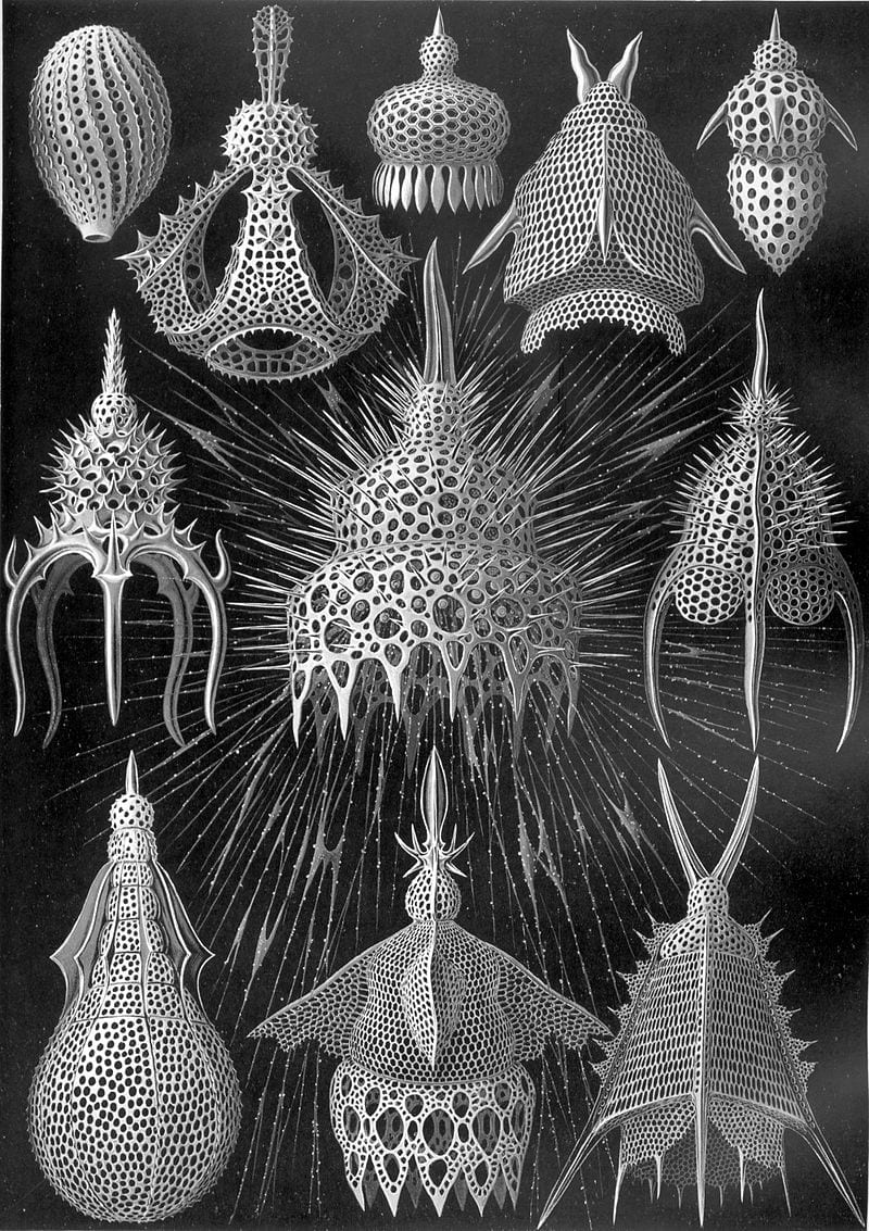 Humboldt Haeckel