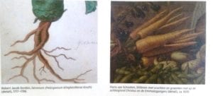 Op curieuze wijze is er ook een wortel van een geranium (links) bij de afbeeldingen gekomen. Oké, het is ook een wortel.