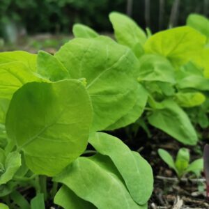 Gele (lichtgroene) tuinmelde (zaad)