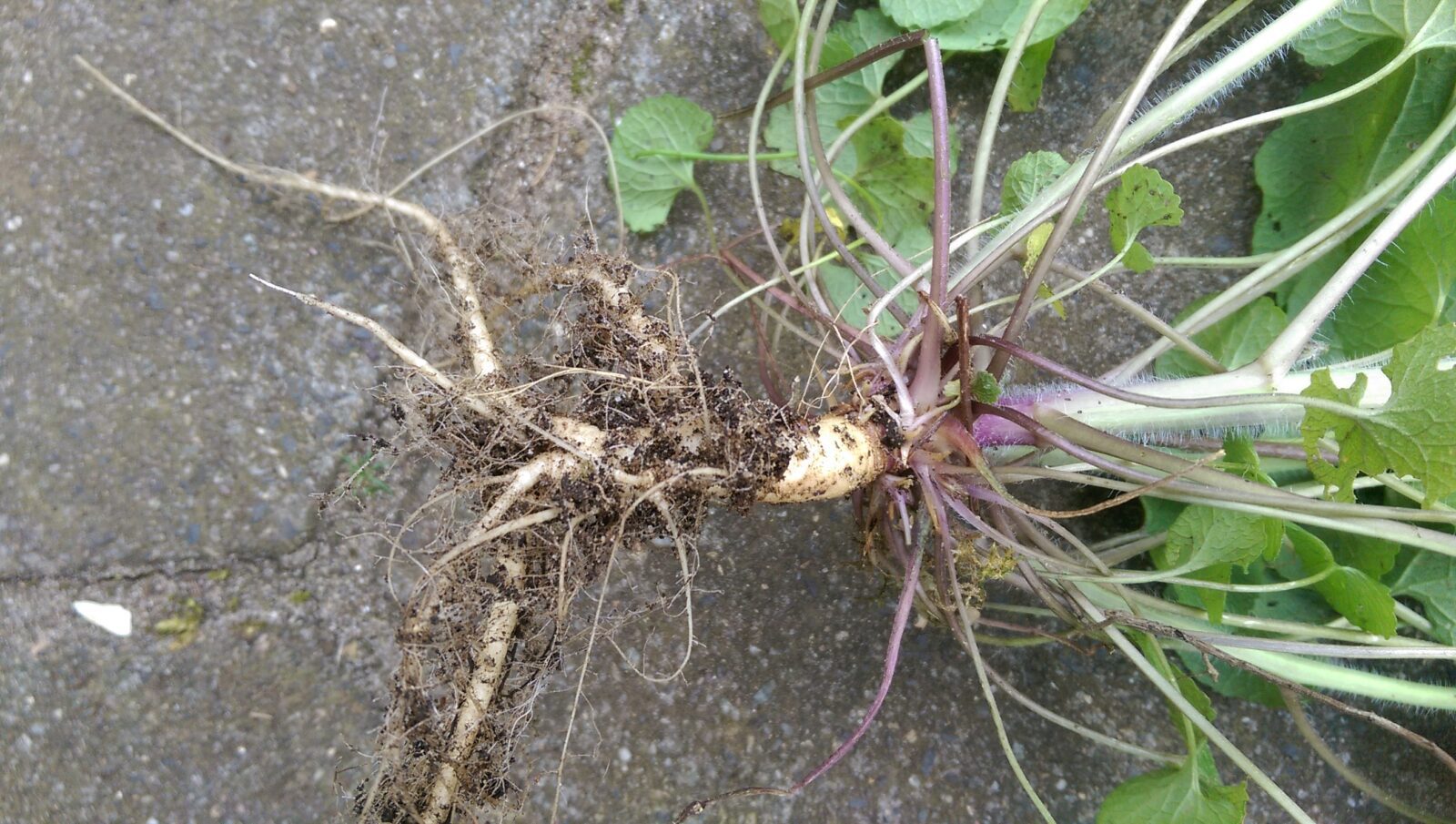 Look-zonder-look (zaad) - Afbeelding 7