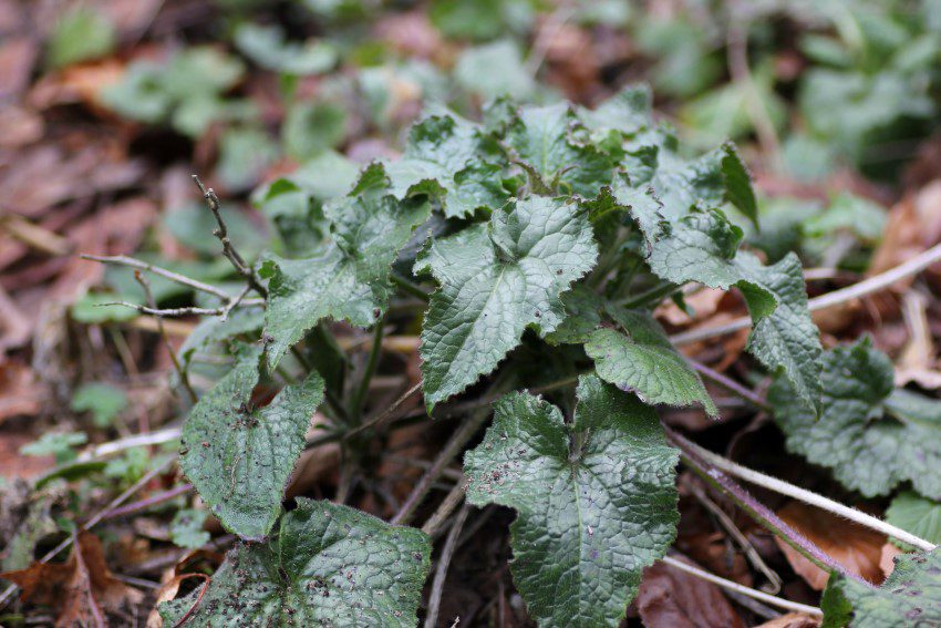 Look-zonder-look (zaad) - Afbeelding 2