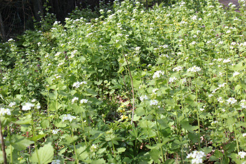 Look-zonder-look (zaad) - Afbeelding 6