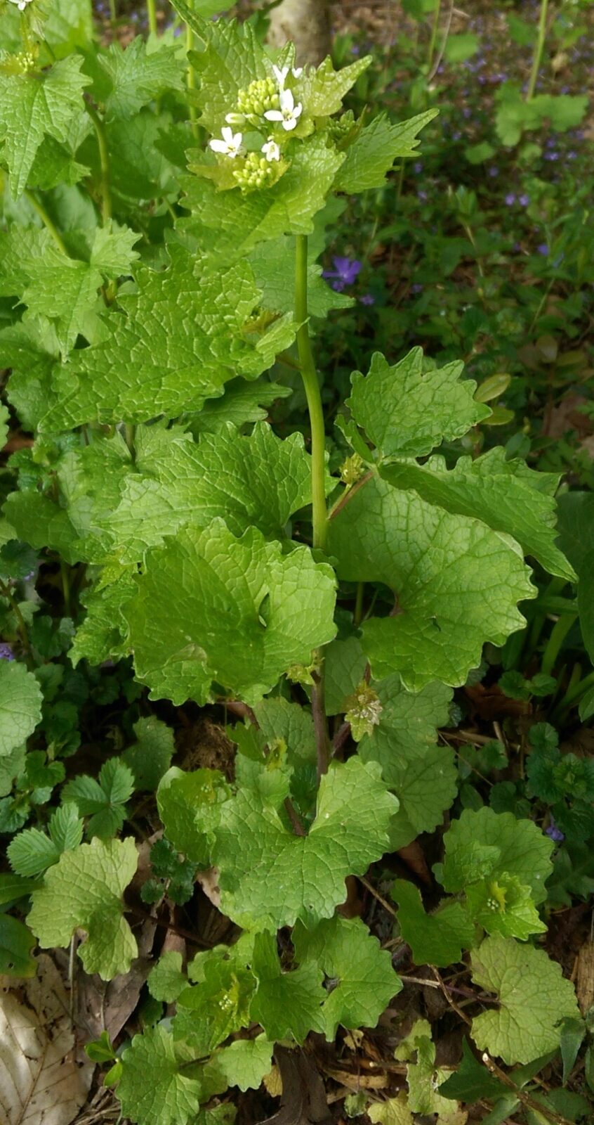 Look-zonder-look (zaad) - Afbeelding 4