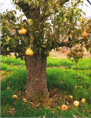 appel-peer-en-meer-boom