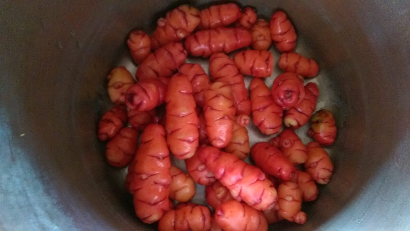 oca oxalis tuberosa