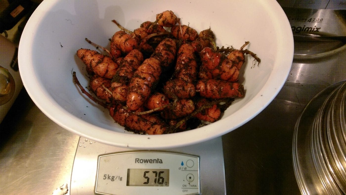 oca oxalis tuberosa