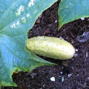 Witte komkommer White Wonder (van 1893, zaad)