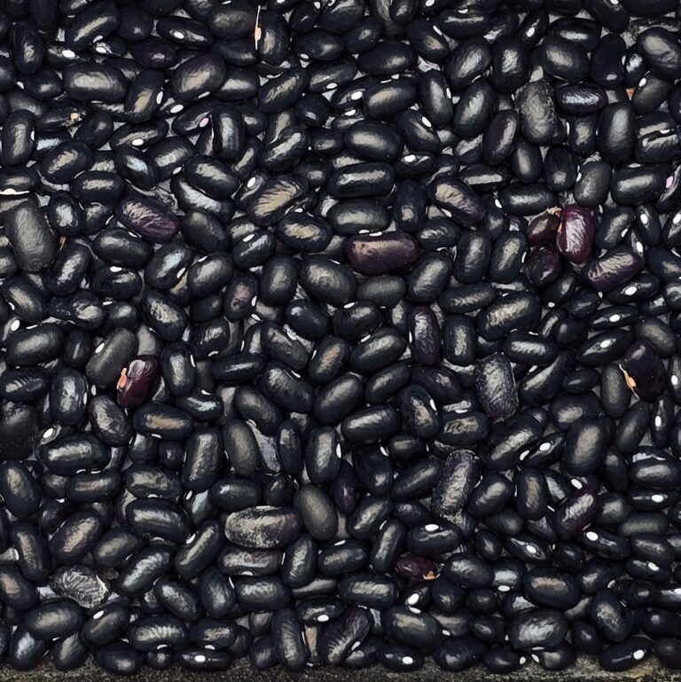 tepary boon black mitla