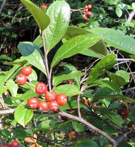 Rode appelbes (Aronia arbutifolia 'Brilliant') - Afbeelding 4