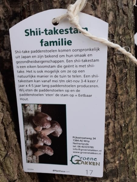 Shiitake-stam (familie formaat) - Afbeelding 3