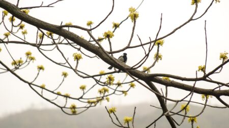 Chinese sassafras (Sassafras tzumu) SLECHTS EEN EXEMPLAAR [V] - Afbeelding 2