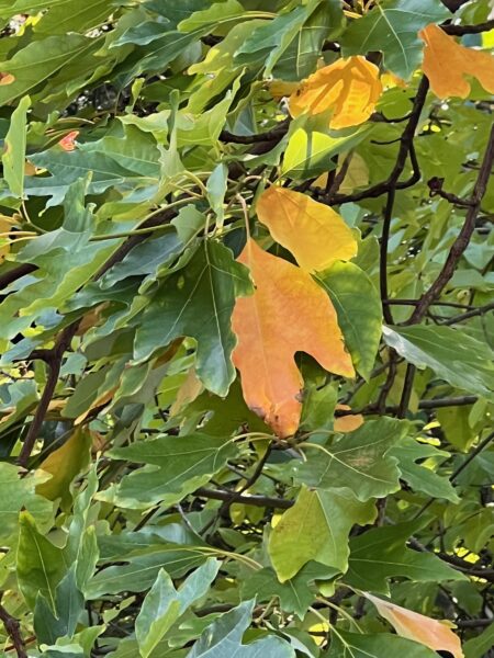 Chinese sassafras (Sassafras tzumu) SLECHTS EEN EXEMPLAAR [V]