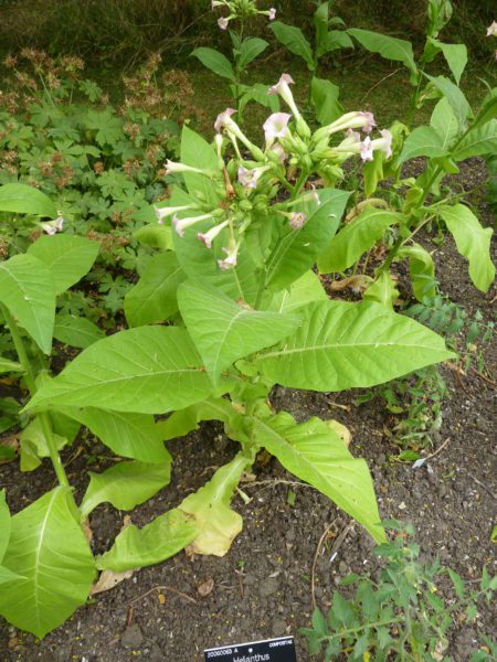 Echte tabaksplant (Nicotiana tabacum) - Afbeelding 3