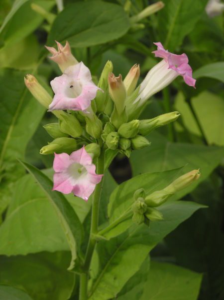 Echte tabaksplant (Nicotiana tabacum)