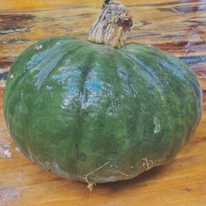 Pompoen Marina di Chioggia (zucca baruca 17e eeuws ras)