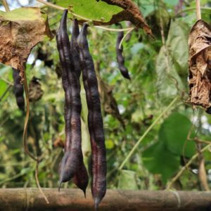 Klimboontje Cherokee Trail of Tears