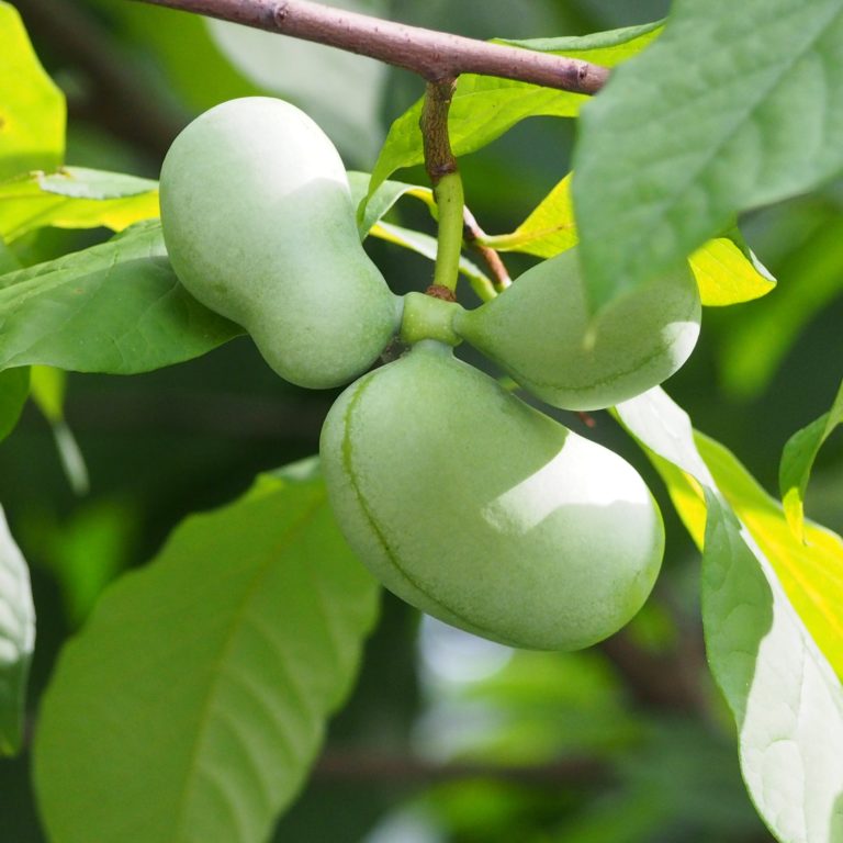 Pawpaw