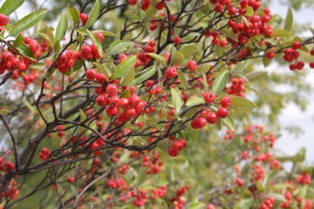 Rode appelbes (Aronia arbutifolia 'Brilliant')