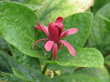 'Californische' Specerijstruik (Calycanthus occidentalis) GROOT (DE LAATSTE)