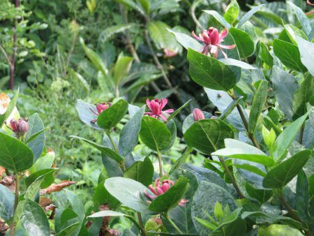 'Californische' Specerijstruik (Calycanthus occidentalis) GROOT (DE LAATSTE) - Afbeelding 2