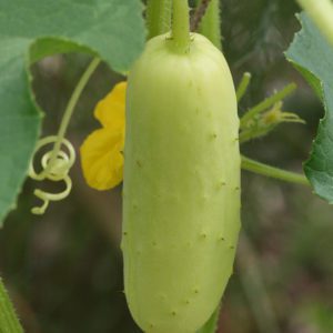 Komkommer Poona Kheera - uitverkocht