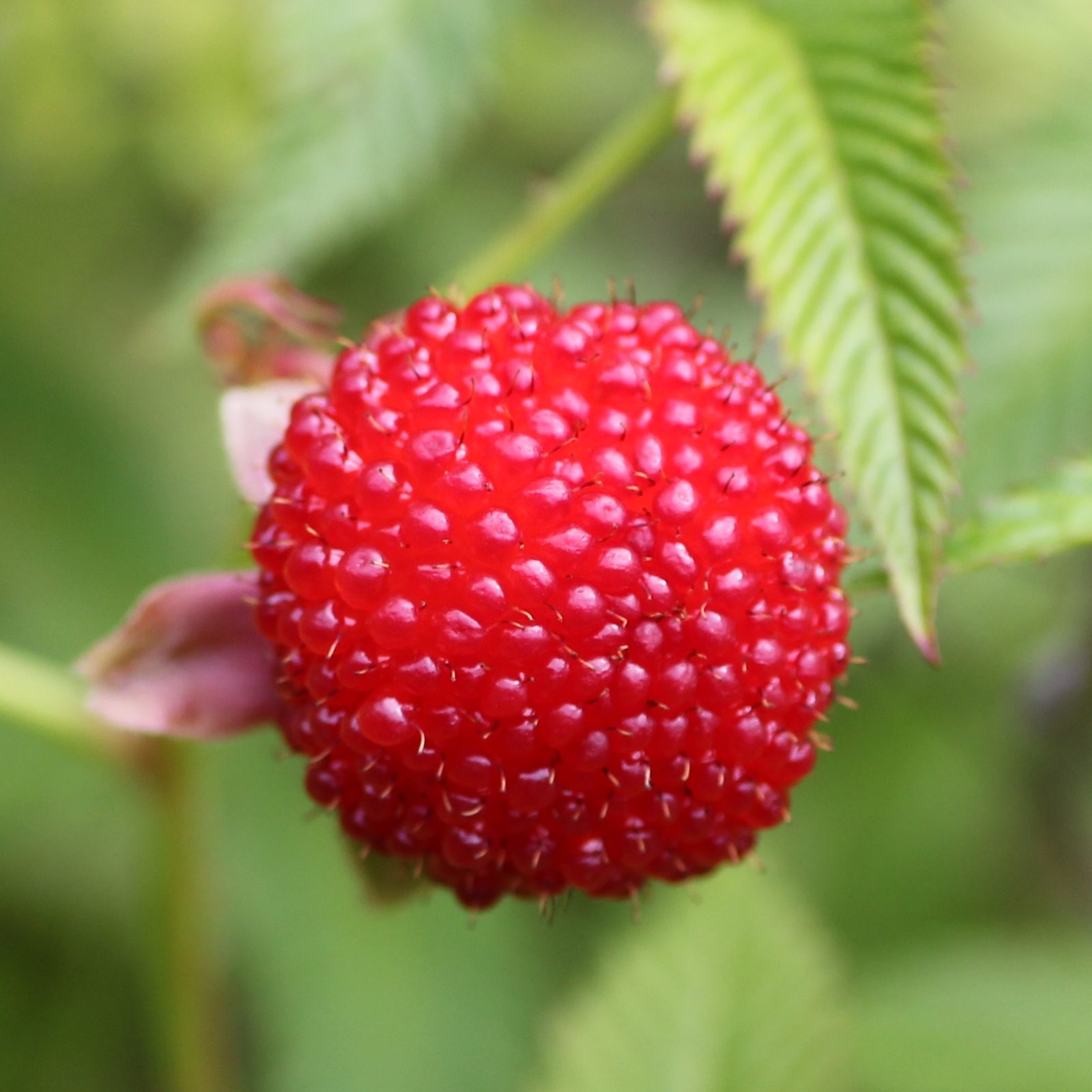 Prille Zomerrondleiding [V]
